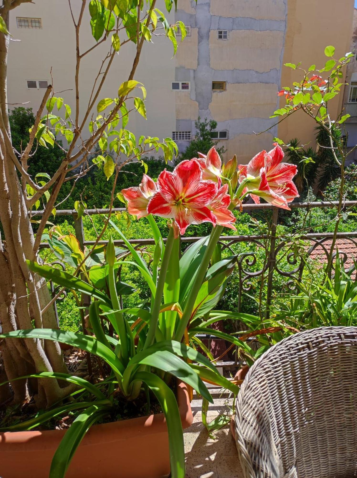 Cuba'S Art House Appartement Palermo Buitenkant foto